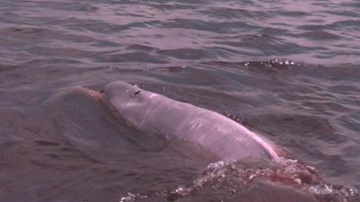 Abenteuer Wildnis: Tiermythen · Die Kinder des rosa Delfins