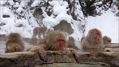 Abenteuer Wildnis: Wild und lustig - Die Clowns im Tierreich