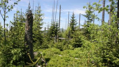 Abenteuer Wildnis: Wildes Bayern · Geburt eines Urwaldes