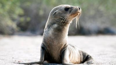 Abenteuer Wildnis: Galapagos - Zwischen Himmel und Hölle (2/2)