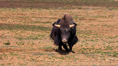 Abenteuer Wildnis: Wilder Yak - Wildes China