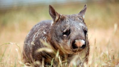 Abenteuer Wildnis: Im Land der Wombats (S01/E03)