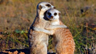 Abenteuer Wildnis: Erdmännchen - Ein unschlagbares Team