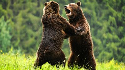 Abenteuer Wildnis: Transsilvanien - Draculas Wildnis