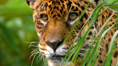 Abenteuer Wildnis: Grüne Hölle oder Paradies? (S01/E01)