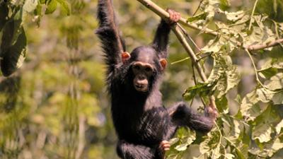 Abenteuer Wildnis: Wildes Uganda - Tierparadies im Osten Afrikas