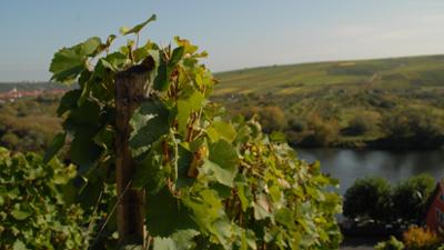 Abenteuer Wildnis: Wildes Bayern · Der Main von Würzburg bis Frankfurt