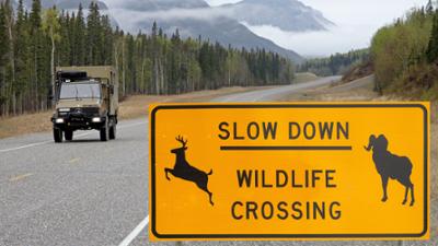 Abenteuer Wildnis: Tiere vor der Kamera: Highway durch die Rocky Mountains - Herbst