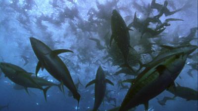 Abenteuer Wildnis: Thunfische - Jäger der Meere