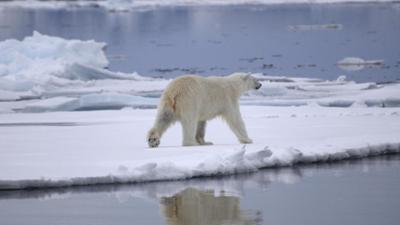 Abenteuer Wildnis: Nach der langen Nacht - Der Winter in Spitzbergen