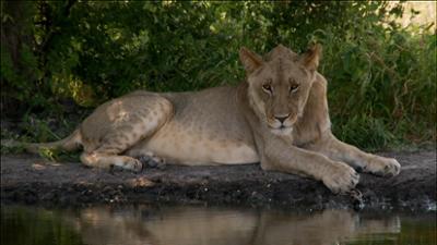 Abenteuer Wildnis: Die Löwen der Kalahari