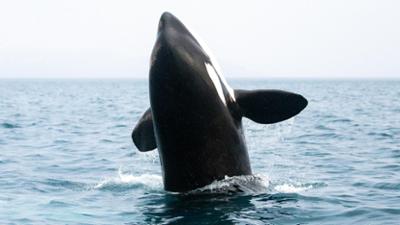 Abenteuer Wildnis: Orcas – Vorstoß in die Arktis