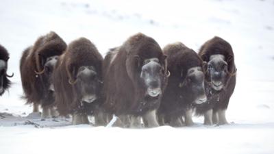 Abenteuer Wildnis: Norwegen (S01/E02)