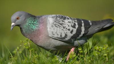 Abenteuer Wildnis: Bester Freund - größter Feind: Mensch und Taube