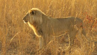 Abenteuer Wildnis: Tiermythen · Im Auge des Löwen