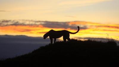 Abenteuer Wildnis: Afrikas Jäger der Nacht