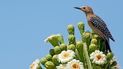 Abenteuer Wildnis: Highway durch die Kaktuswüste
