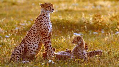 Abenteuer Wildnis: Geparde - Afrikas elegante Jäger