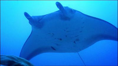 Abenteuer Wildnis: In den Tiefen des Pazifiks - Mantarochen und Muränen (2/2)