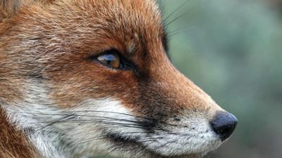 Abenteuer Wildnis: Stadt, Land, Fuchs