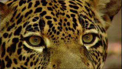 Abenteuer Wildnis: Auf der Fährte des Jaguars - Im Dschungel Guyanas