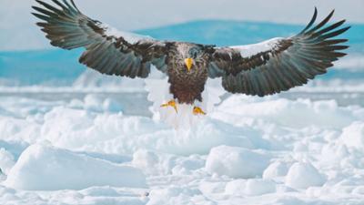 Abenteuer Wildnis: Japans wilder Norden – Bären, Wale, Riesenseeadler