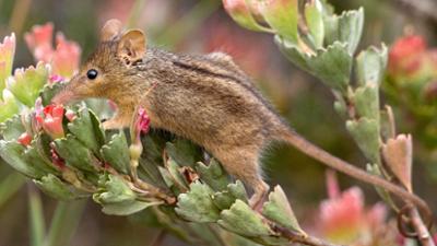 Abenteuer Wildnis: Highway durch Australien · Der Südwesten