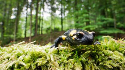 Abenteuer Wildnis: Die Kleiderordnung der Tiere