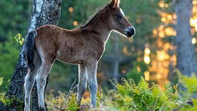 Abenteuer Wildnis: Englands Wald der Könige