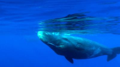 Abenteuer Wildnis: Giganten im Mittelmeer – Pottwalen auf der Spur Abenteuer Wildnis: Giganten im Mittelmeer – Pottwalen auf der Spur