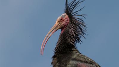 Abenteuer Wildnis: Der Waldrapp · Zugvogel im Aufwind