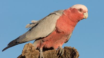 Abenteuer Wildnis: Tiere vor der Kamera: Highway durch Australien - Ins rote Zentrum