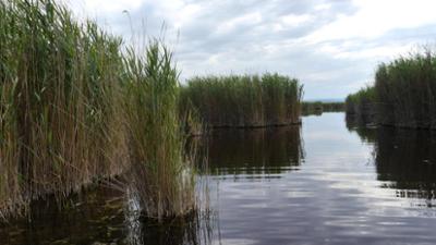 Abenteuer Wildnis: Expedition ins Schilf · Nationalpark Neusiedler See