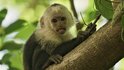 Abenteuer Wildnis: Costa Rica: Das Jaguar-Paradies