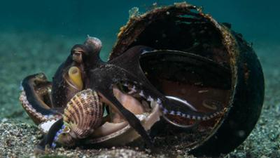 Abenteuer Wildnis: Die verrückte Welt der Tintenfische