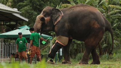 Abenteuer Wildnis: Das Elefantenkrankenhaus von Thailand