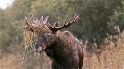 Abenteuer Wildnis: Die Elche von Matsalu · Estlands wilde Riesen