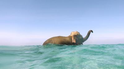 Abenteuer Wildnis: Das Rätsel der Andamanen-Elefanten