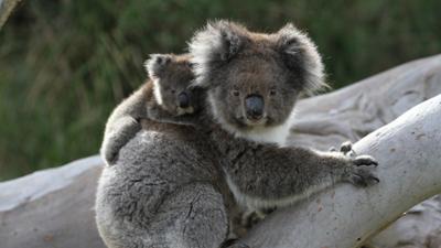 Abenteuer Wildnis: In den Wäldern der Koalas (S01/E04)