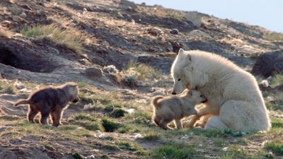 Abenteuer Wildnis: Polarwölfe · Überleben in Kanadas Arktis