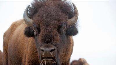 Abenteuer Wildnis: Tiere vor der Kamera: Highway durch die Prärie Abenteuer Wildnis: Tiere vor der Kamera: Highway durch die Prärie