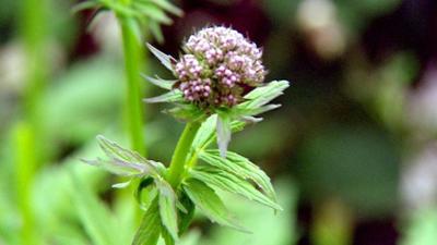 aktiv und gesund: Heilkräuter gegen Stress, Bioscanner und Freundschaft