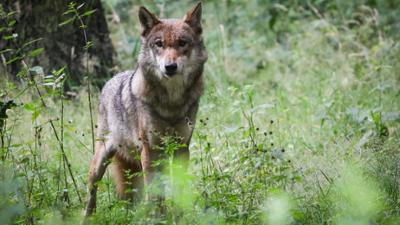 BR24: Schutz oder Abschuss: Was macht Bayern mit dem Wolf? BR24: Schutz oder Abschuss: Was macht Bayern mit dem Wolf?