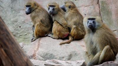 BR24: Hitzige Debatte: Nürnberger Zoo will Paviane töten BR24: Hitzige Debatte: Nürnberger Zoo will Paviane töten