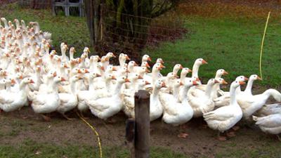 BR24: Neue Vogelgrippefälle - Wie groß ist die Gefahr? BR24: Neue Vogelgrippefälle - Wie groß ist die Gefahr?