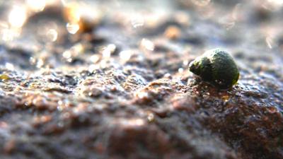 Capriccio: Artenschutz, Sloterdijk und Amerika