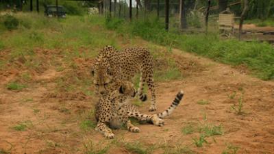 Das Waisenhaus für wilde Tiere: Folge 106: Abenteuer Afrika