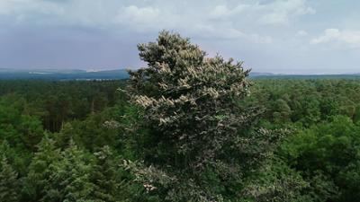 Die Zukunft des Waldes