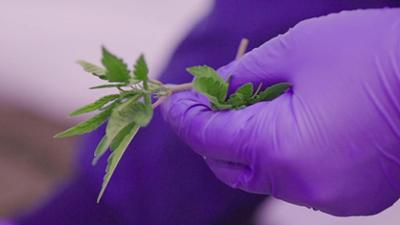 DokThema: Gras auf Rezept - Medizinisches Cannabis im Kreuzfeuer DokThema: Gras auf Rezept - Medizinisches Cannabis im Kreuzfeuer
