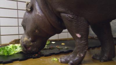Eisbär, Affe & Co: Folge 200: Zwergflusspferd Hannibal hat Geburtstag